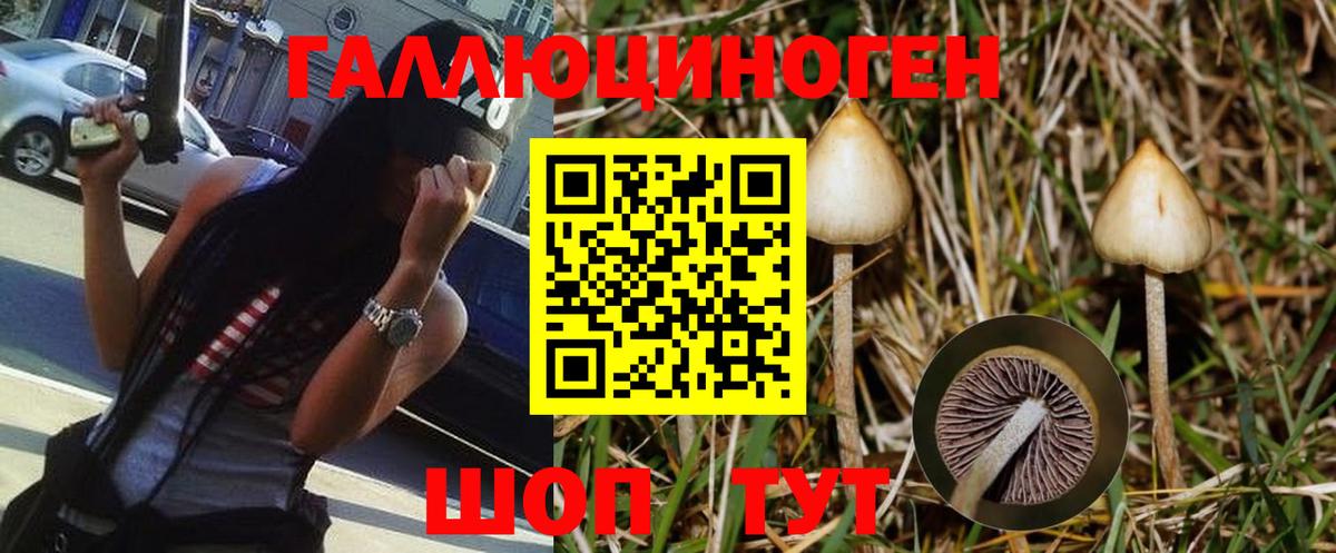 Галлюциногенные грибы Psilocybe Чита
